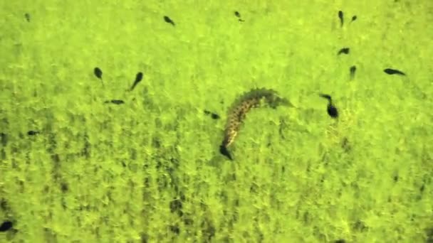 オス滑らかなニュート Lissotriton Valgaris はエストニアの浅い池の底にオタマジャクシにキスをする — ストック動画