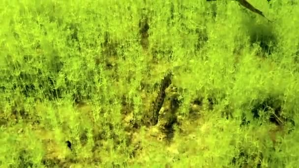 据法新社12月3日报道 爱沙尼亚的一只雄性平纹猪正在浅水湖的水底觅食 — 图库视频影像
