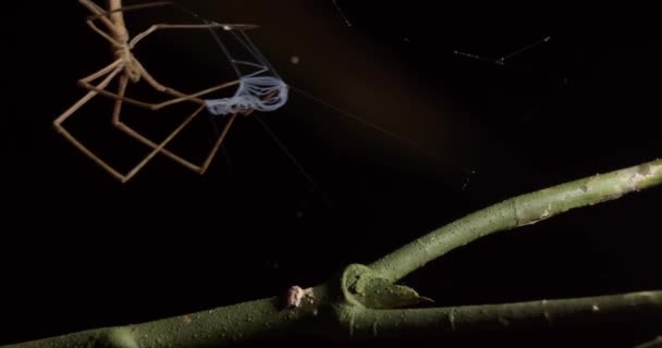 Net Casting Spider Muove Vigorosamente Diffondere Sua Rete Allontanò — Video Stock