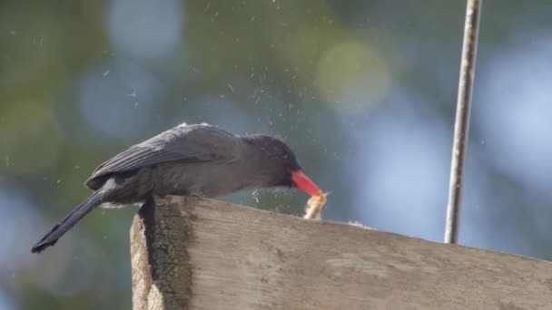 Nero Frontale Suora Uccello Battendo Bruco Mangiare Come Cercato Consumarlo — Video Stock