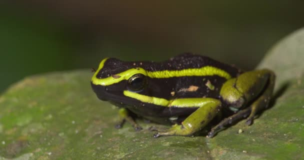 Green Black Dart Frog Sitting Leaf Peruvian Amazon Forest — Stock Video