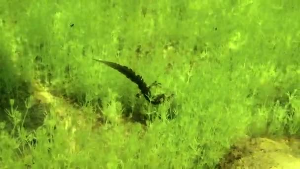 Male Smooth Newt Lissotriton Vulgaris Looking Female Bottom Shallow Pond — Vídeos de Stock