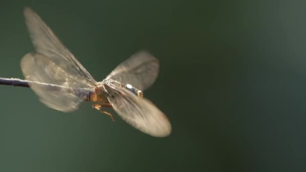 Κοντινό Πλάνο Αργή Κίνηση Ενός Dragonfly Πλευρά Αιωρείται Στον Αέρα — Αρχείο Βίντεο