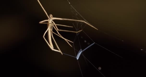 Net Casting Spider Wydzielający Jedwab Przygotowaniu Pułapki Lub Sieci Castingowej — Wideo stockowe