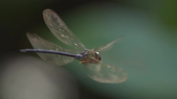 Drachenfliege Schwebt Zeitlupe Mit Hinterleuchteten Flügeln Und Leuchtendem Körper — Stockvideo