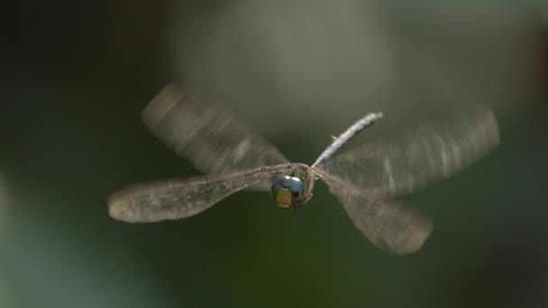 Libellula Con Occhi Complessi Brillanti Aleggia Vola — Video Stock