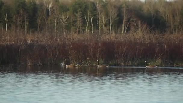 Oies Canadiennes Nouveau Nées Bernaches Naissantes Flottant Dans Les Milieux — Video