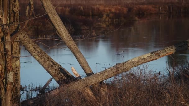 Gefährdete Arten Rot Gefleckter Schwarzer Vogel Sumpfgebiet Der Bei Sonnenuntergang — Stockvideo