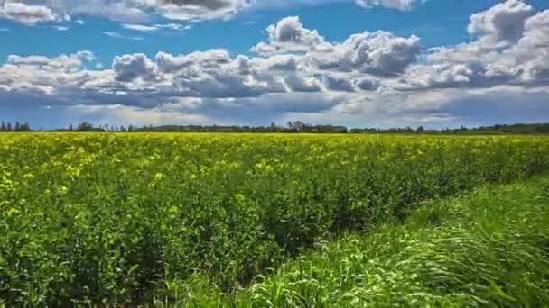 Timelapse Hermosas Flores Colza Bajo Cielo Azul Con Nubes Blancas — Vídeos de Stock