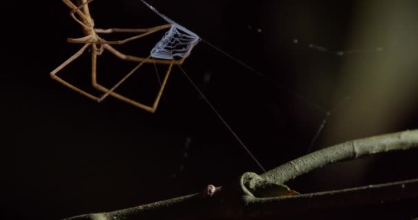 Detailní Záběr Síťového Odlétajícího Pavouka Jasně Viditelnou Sítí — Stock video