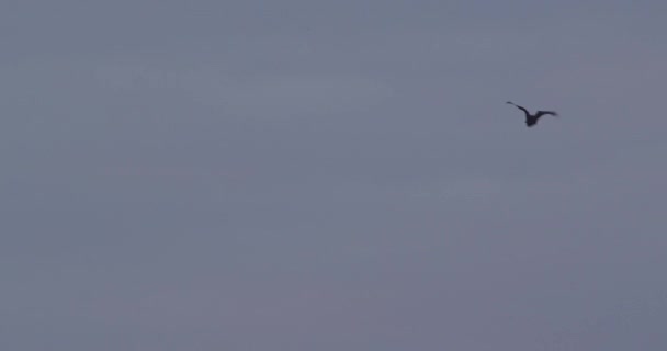 Nietoperz Lecący Nad Błękitnym Niebem Wietrznych Warunkach Machający Skrzydłami — Wideo stockowe