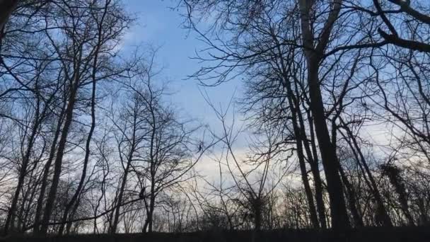 Joggeur Passant Courant Dans Forêt — Video