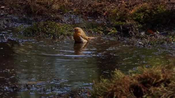 Robin Bañándose Charco Sol Salpicaduras Agua Alrededor — Vídeo de stock