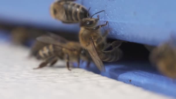 Defocus Bee Colony Beehive Entrance Selective Focus — Video Stock
