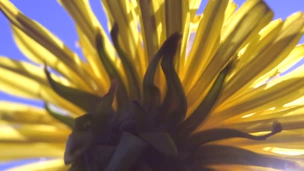 Zbliżenie Wspólnego Żółtego Kwiatu Mniszka Lekarskiego Wiosennym Słońcu — Wideo stockowe