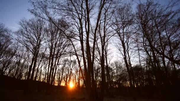Fantastisk Tid Förflutit Solen Försvinner Bakom Träden Skogen — Stockvideo