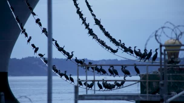 Flocks Cormorant Bird Sitting Mooring Line Military Ship Anchored Tacoma — Stock Video