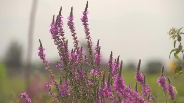 Zblízka Krásné Růžové Květy Kymácející Jarním Slunci Motýly Poskakující Kolem — Stock video