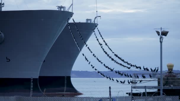 Kormoranvögel Die Der Buglinie Eines Militärschiffs Tacoma Washington Festmachen Breit — Stockvideo