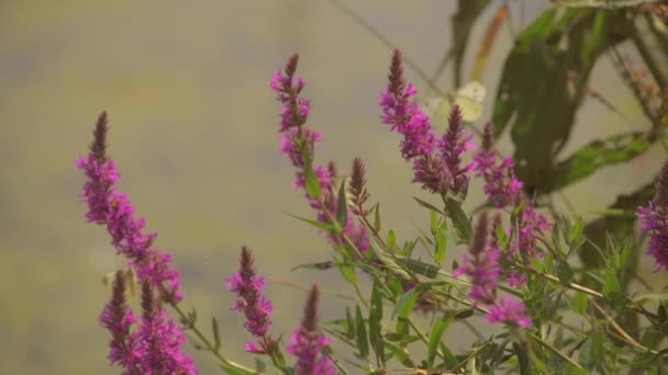 Närbild Vackra Fjärilar Vårsolen Njuter Rosa Blommorna — Stockvideo