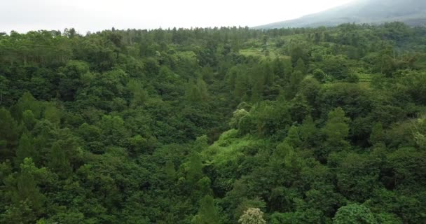 Πυκνό Δάσος Στις Πλαγιές Του Όρους Merapi Κεντρική Ιάβα Ινδονησία — Αρχείο Βίντεο