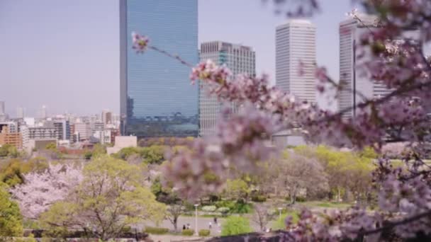 Деревья Черешни Сливовой Роще Замковом Парке Осака Японии Фокус Стойке — стоковое видео
