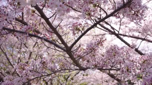 Vollblütige Kirschblüten Tokyo Park Slow Motion Pan View Über Zweige — Stockvideo