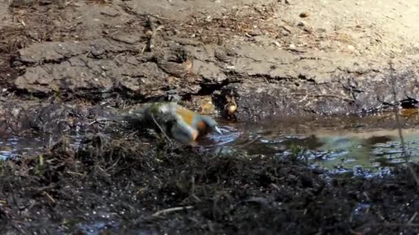 一只雄雀在泥泞的水坑里洗澡 — 图库视频影像
