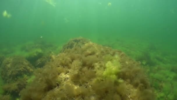 Omurgalı Dikenli Sırt Gasterosteus Aculeatus Baltık Denizi Nde Yüzer — Stok video