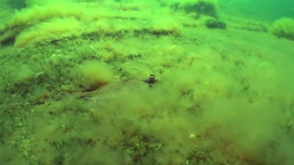 European Flounder Platichthys Flesus Lies Sea Bottom Covered Green Algae — Vídeos de Stock