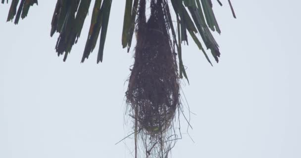 Russet Backed Oropendola Psarocolius Angustifrons Nest Weaving Bird Hanging Tree — ストック動画