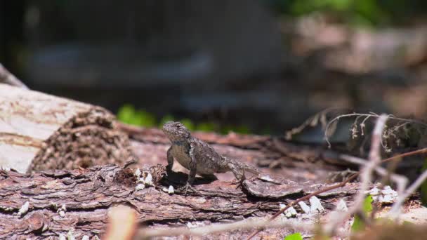 Male Eastern Fence Lizards Stands Upright Closely Watching Area Him — Stock Video