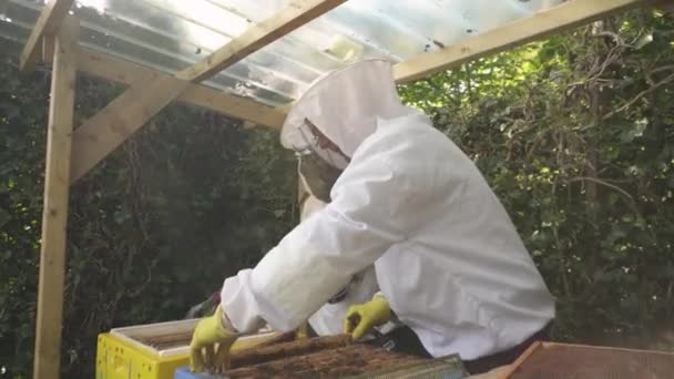 Imker Bei Der Arbeit Einer Bienenfarm Beim Entfernen Von Brutrahmen — Stockvideo