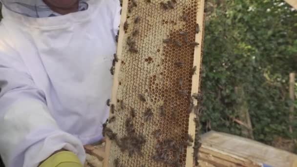Včelař Drží Částečně Zapečetěný Medový Hřeben Včelíně Zavřít Pomalý Pohyb — Stock video