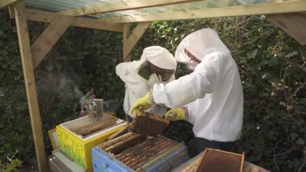 Apiarist Kuluçka Çerçevesini Kontrol Ederken Elinde Bir Arı Kovanı Kazıyıcısı — Stok video