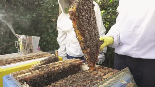 Apiarist Som Håller Brödram Med Drottningceller Och Honungsbikoloni Närbild — Stockvideo