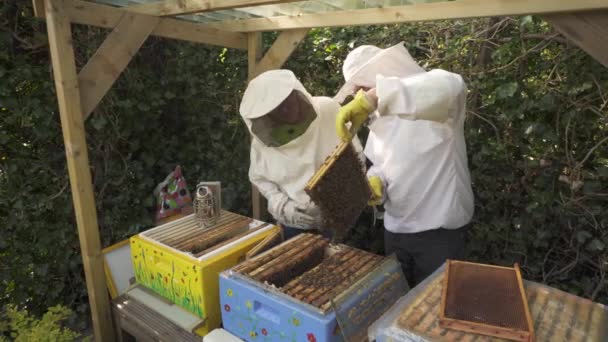 Koruyucu Giysiler Deki Arıcılar Odada Kuluçka Çerçeveleri Çıkarıyorlar Kapat — Stok video