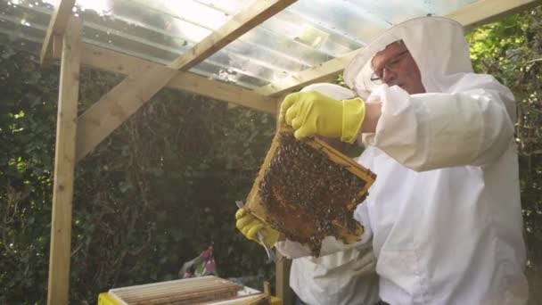 Mensen Dragen Beschermende Pakken Apiary Checking Brood Chamber Vol Met — Stockvideo