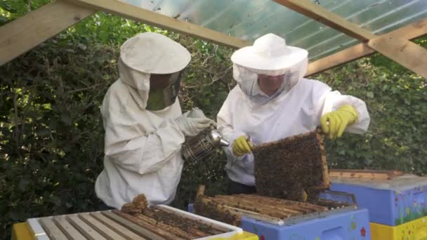 养蜂人在一个有多个无人机细胞的房间里取出了一个孵出的框架 特写镜头 — 图库视频影像