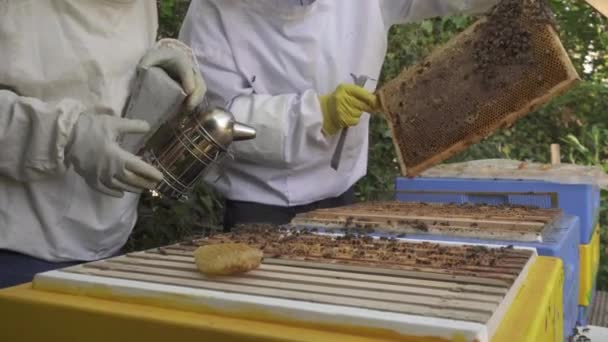 Apiaristen Met Bijenkorf Roker Beitel Inspecteren Brood Frames Terug Keren — Stockvideo