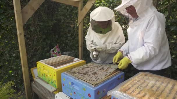 Arı Çicili Apiaristler Kraliçe Arı Kovanı Ndan Çıkartıyor Kapat — Stok video