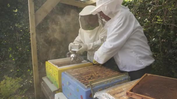 Včelaři Spolupracují Kontrole Včelího Úlu Sbírky Medu Včelíně Střední Snímek — Stock video