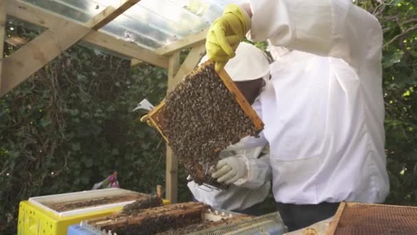 Imkers Inspecteren Brood Frame Met Zwerm Bijen Een Bijenboerderij Middelmatig — Stockvideo