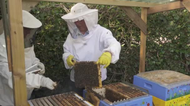 Apiaristler Apiary Arı Kolonisi Ayırıyor Şçi Arıları Yeni Koloni Ekliyor — Stok video