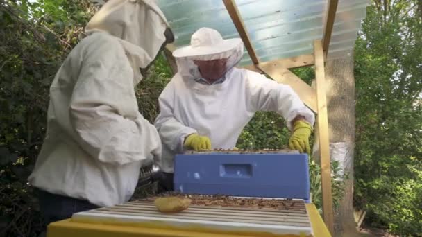 Včelaři Ochranných Oblecích Kontrola Plemenných Rámců Farmě Zavřít — Stock video