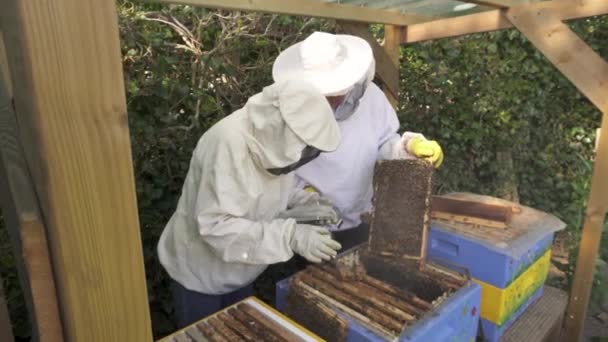 Beemasters Die Een Roker Een Bijenkorf Gebruiken Bijen Een Boerderij — Stockvideo