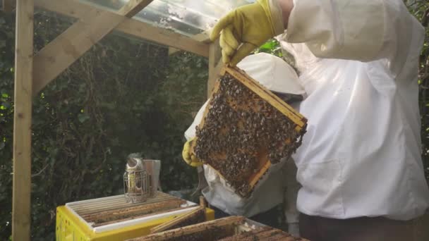 Apicultor Engranaje Protector Inspecciona Colonia Abejas Bandeja Completamente Cubierta Apiario — Vídeo de stock