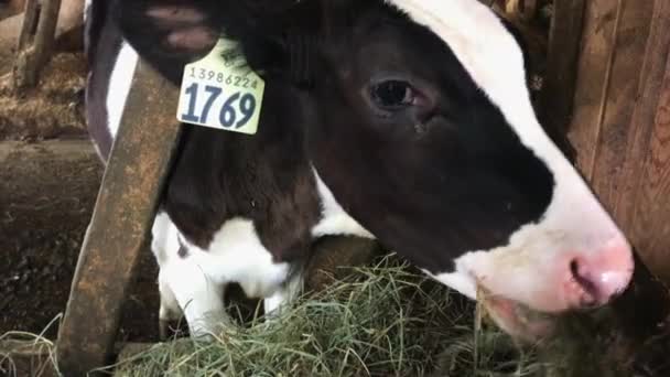 Close Holstein Melkkoe Met Groot Oormerk Eet Hooi Schuur — Stockvideo