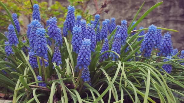 Vibrant Blue Grape Hyacinth Blooms Blow Gently Summer Breeze — Video