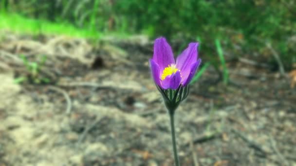 Dreamy Selective Focus Purple Crocus Flower Blows Gentle Breeze — Stock Video